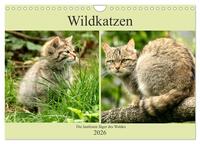 Wildkatzen - Die lautlosen Jäger des Waldes (Wandkalender 2026 DIN A4 quer), CALVENDO Monatskalender
