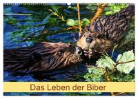 Das Leben der Biber (Wandkalender 2026 DIN A2 quer), CALVENDO Monatskalender