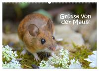 Grüsse von der Maus! (Wandkalender 2026 DIN A2 quer), CALVENDO Monatskalender