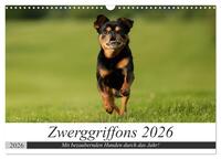 Zwerggriffons 2026 (Wandkalender 2026 DIN A3 quer), CALVENDO Monatskalender