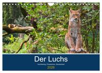 Der Luchs - Hochbeinig, Pinselohren, Backenbart (Wandkalender 2026 DIN A4 quer), CALVENDO Monatskalender