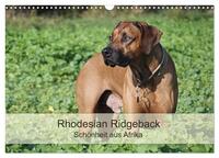 Rhodesian Ridgeback Schönheit aus Afrika (Wandkalender 2026 DIN A3 quer), CALVENDO Monatskalender