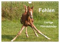 Fohlen - Lustige Pferdekinder (Wandkalender 2026 DIN A4 quer), CALVENDO Monatskalender