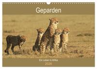 Geparden - Ein Leben in Afrika (Wandkalender 2026 DIN A3 quer), CALVENDO Monatskalender