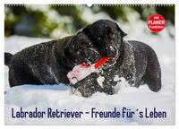 Labrador Retriever - Freunde für´s Leben (Wandkalender 2026 DIN A2 quer), CALVENDO Monatskalender