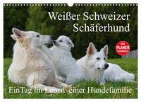 Weißer Schweizer Schäferhund - Ein Tag im Leben einer Hundefamilie (Wandkalender 2026 DIN A3 quer), CALVENDO Monatskalender