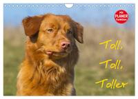 Toll, toll, Toller (Wandkalender 2026 DIN A4 quer), CALVENDO Monatskalender