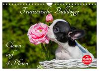 Französische Bulldogge - Clown auf 4 Pfoten (Wandkalender 2026 DIN A4 quer), CALVENDO Monatskalender