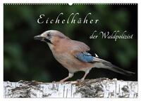 Eichelhäher der Waldpolizist (Wandkalender 2026 DIN A2 quer), CALVENDO Monatskalender