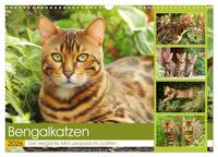 Bengalkatzen. Der elegante Mini-Leopard im Garten (Wandkalender 2026 DIN A3 quer), CALVENDO Monatskalender
