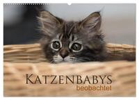 Katzenbabys beobachtet (Wandkalender 2026 DIN A2 quer), CALVENDO Monatskalender