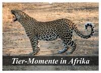 Tier-Momente in Afrika (Wandkalender 2026 DIN A2 quer), CALVENDO Monatskalender