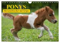 Ponys. Herzensbrecher mit Grips (Wandkalender 2026 DIN A4 quer), CALVENDO Monatskalender