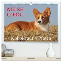 Welsh Corgi - Kobold auf 4 Pfoten (hochwertiger Premium Wandkalender 2026 DIN A2 quer), Kunstdruck in Hochglanz