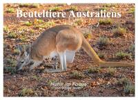Beuteltiere Australiens (Wandkalender 2026 DIN A2 quer), CALVENDO Monatskalender