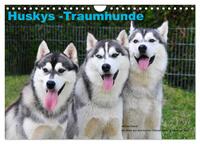 Huskys - Traumhunde (Wandkalender 2026 DIN A4 quer), CALVENDO Monatskalender