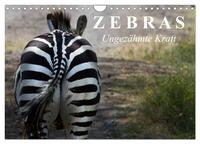 Zebras - Ungezähmte Kraft (Wandkalender 2026 DIN A4 quer), CALVENDO Monatskalender
