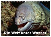 Die Welt unter Wasser (Wandkalender 2026 DIN A2 quer), CALVENDO Monatskalender