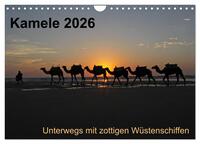 Kamele 2026 - Unterwegs mit zottigen Wüstenschiffen (Wandkalender 2026 DIN A4 quer), CALVENDO Monatskalender