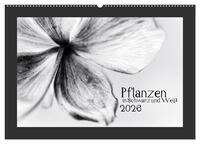 Pflanzen in Schwarz und Weiß (Wandkalender 2026 DIN A2 quer), CALVENDO Monatskalender