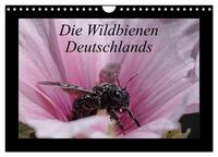 Die Wildbienen Deutschlands (Wandkalender 2026 DIN A4 quer), CALVENDO Monatskalender