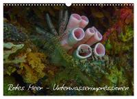 Rotes Meer - Unterwasserimpressionen (Wandkalender 2026 DIN A3 quer), CALVENDO Monatskalender