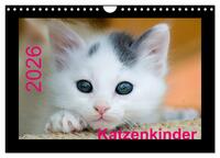 Katzenkinder (Wandkalender 2026 DIN A4 quer), CALVENDO Monatskalender