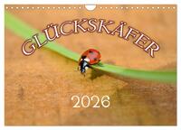 Marienkäfer 2026 (Wandkalender 2026 DIN A4 quer), CALVENDO Monatskalender