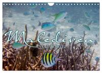 Unterwasserwelt der Malediven III (Wandkalender 2026 DIN A4 quer), CALVENDO Monatskalender