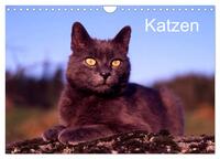 Katzen (Wandkalender 2026 DIN A4 quer), CALVENDO Monatskalender