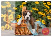 Deutscher Boxer 2026 (Wandkalender 2026 DIN A3 quer), CALVENDO Monatskalender