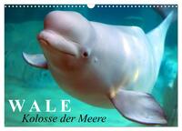 Wale - Kolosse der Meere (Wandkalender 2026 DIN A3 quer), CALVENDO Monatskalender