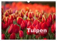 Tulpen (Wandkalender 2026 DIN A3 quer), CALVENDO Monatskalender