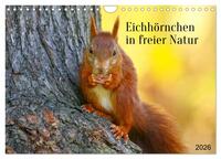 Eichhörnchen in freier Natur (Wandkalender 2026 DIN A4 quer), CALVENDO Monatskalender