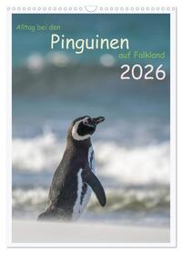 Alltag bei den Pinguinen auf Falkland (Wandkalender 2026 DIN A3 hoch), CALVENDO Monatskalender