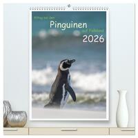 Alltag bei den Pinguinen auf Falkland (hochwertiger Premium Wandkalender 2026 DIN A2 hoch), Kunstdruck in Hochglanz
