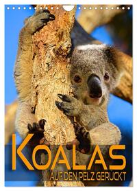 Koalas auf den Pelz gerückt (Wandkalender 2026 DIN A4 hoch), CALVENDO Monatskalender