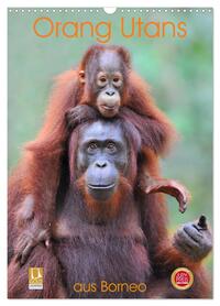Orang Utans aus Borneo (Wandkalender 2026 DIN A3 hoch), CALVENDO Monatskalender