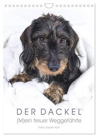 Der Dackel (M)ein treuer Weggefährte (Wandkalender 2026 DIN A4 hoch), CALVENDO Monatskalender