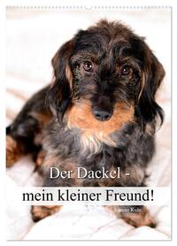 Der Dackel - mein kleiner Freund (Wandkalender 2026 DIN A2 hoch), CALVENDO Monatskalender
