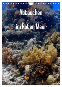 Abtauchen im Roten Meer (Wandkalender 2026 DIN A4 hoch), CALVENDO Monatskalender