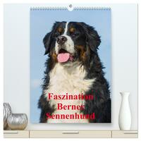 Faszination Berner Sennenhund (hochwertiger Premium Wandkalender 2026 DIN A2 hoch), Kunstdruck in Hochglanz