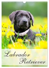 Labrador Retriever (Wandkalender 2026 DIN A3 hoch), CALVENDO Monatskalender