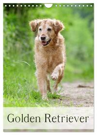 Golden Retriever (Wandkalender 2026 DIN A4 hoch), CALVENDO Monatskalender