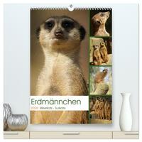 Erdmännchen-Meerkats-Surikate (hochwertiger Premium Wandkalender 2026 DIN A2 hoch), Kunstdruck in Hochglanz