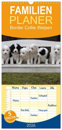 Familienplaner 2026 - Border Collie Welpen mit 5 Spalten (Wandkalender, 21 x 45 cm) CALVENDO