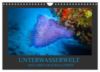 Unterwasserwelt - Das Leben am Korallenriff (Wandkalender 2026 DIN A4 quer), CALVENDO Monatskalender