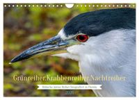 Grünreiher - Krabbenreiher - Nachtreiher (Wandkalender 2026 DIN A4 quer), CALVENDO Monatskalender