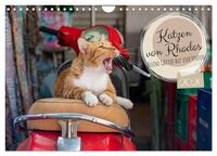 Katzen von Rhodos - Kleine Götter auf vier Pfoten (Wandkalender 2026 DIN A4 quer), CALVENDO Monatskalender