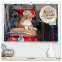 Katzen von Rhodos - Kleine Götter auf vier Pfoten (hochwertiger Premium Wandkalender 2026 DIN A2 quer), Kunstdruck in Hochglanz